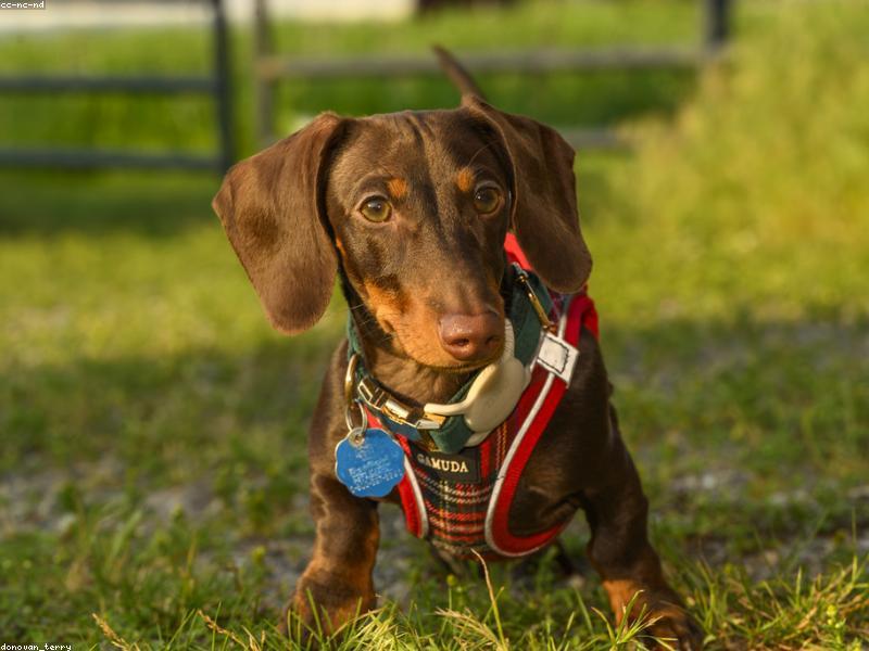 The Puppy Socialization Window You Can't Get Back