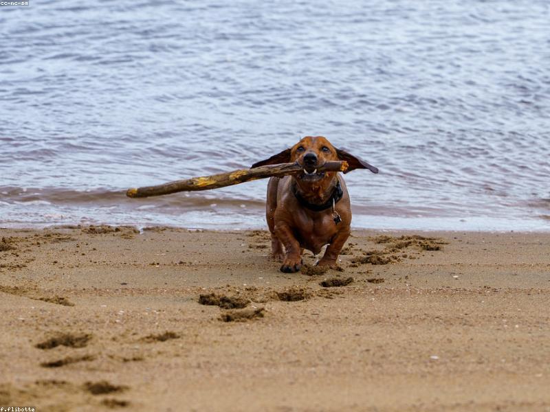 Pet First Aid Every Owner Should Know