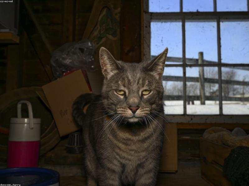 Understanding Your Cat's Body Language