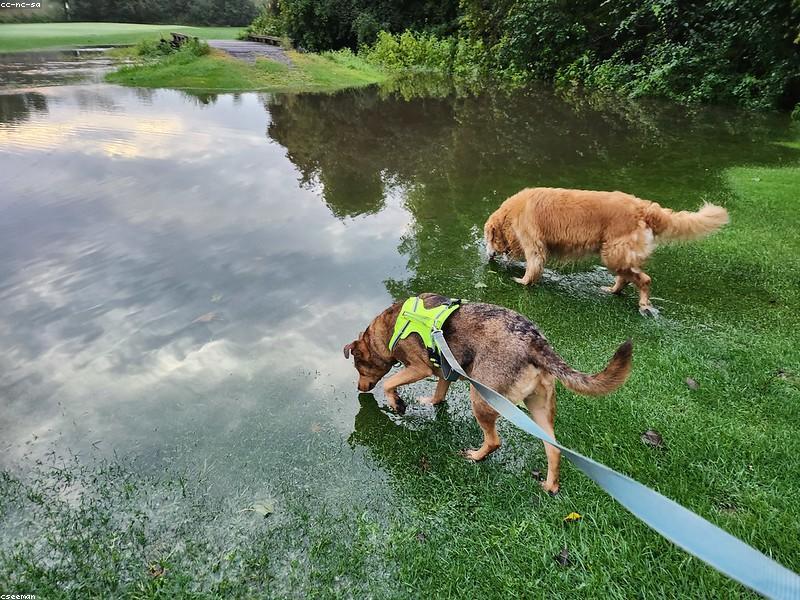 Seasonal Pet Care: Keeping Pets Safe in Summer