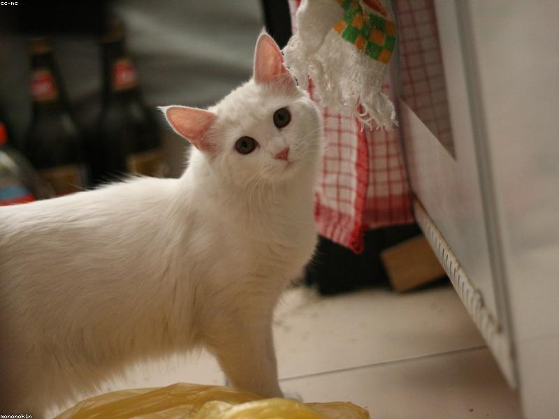 Bird Flu in Cats: The Raw-Food Risk Owners Missed