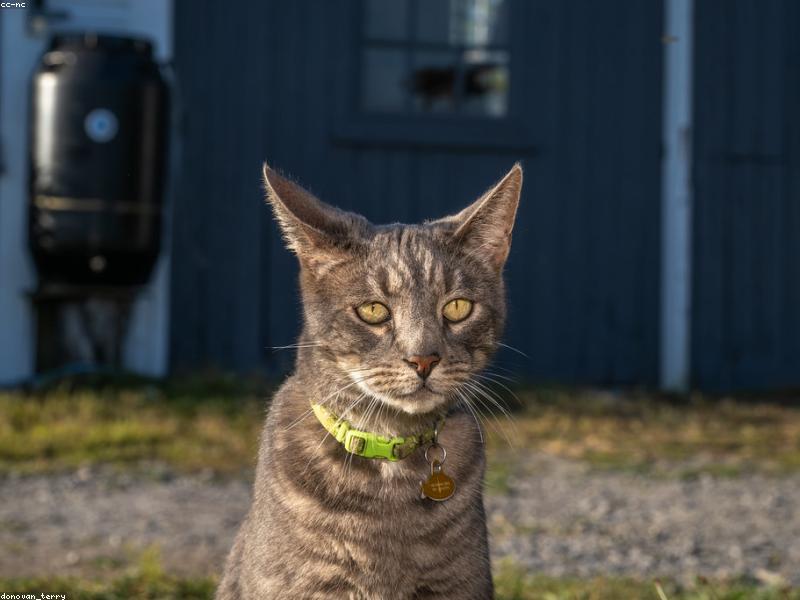 Artemis