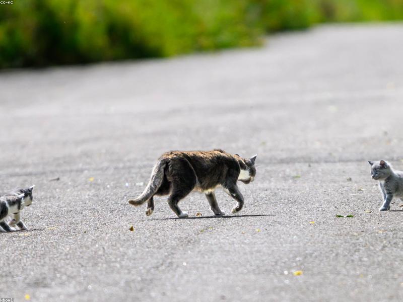 Filou