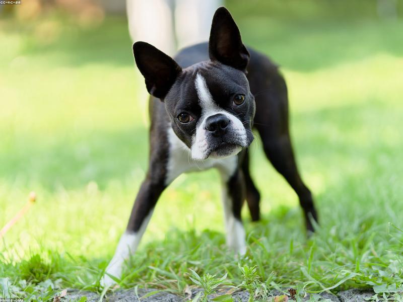 A curious puppy exploring the garden