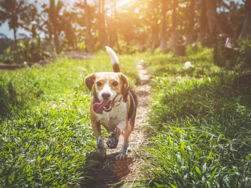 A beagle bounding through the grass