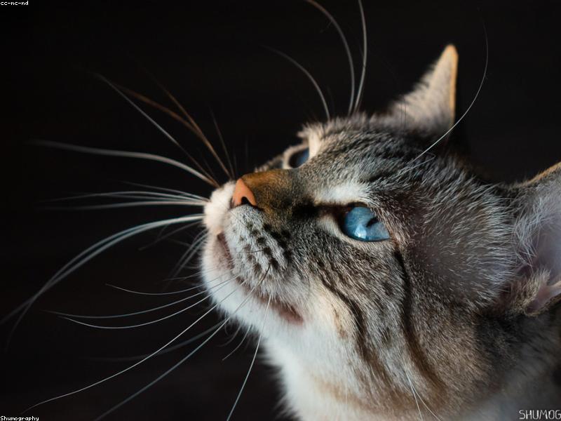 Playful cat on the carpet
