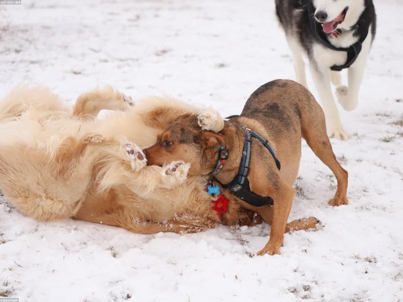 Dogs having fun in the snow