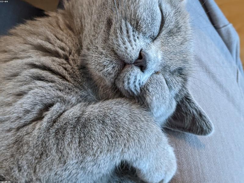 Kitten curled up for a nap