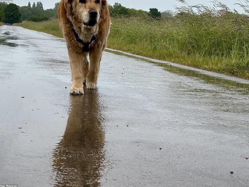 Golden retriever catching the sun