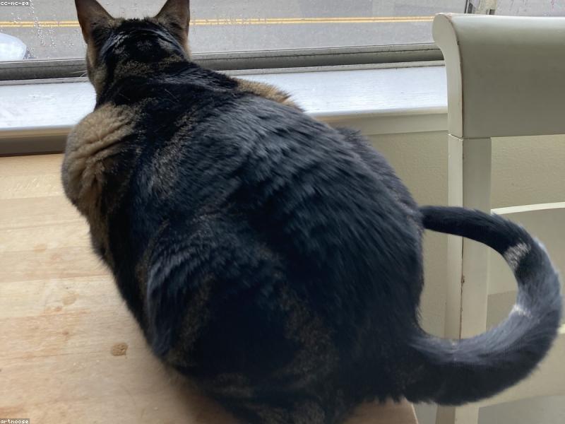Tabby cat watching the window