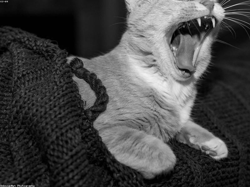 Sleepy kitten in a blanket