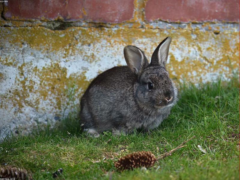 Rabbit nibbling greens