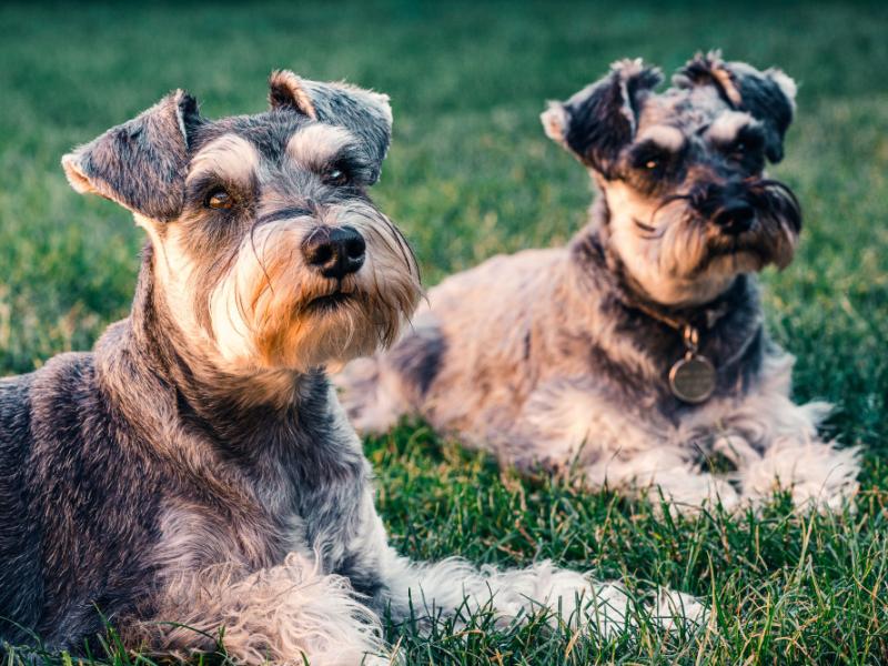 Original Dry Dog Food