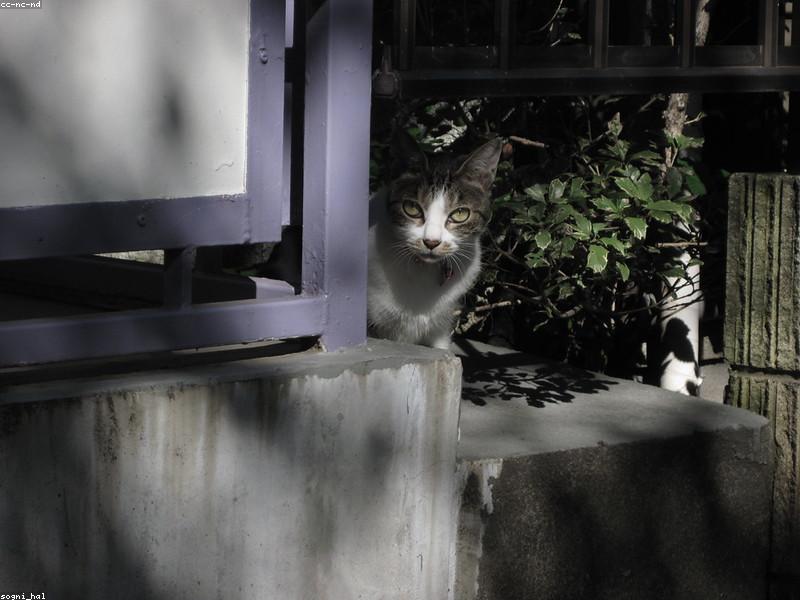 Feline Health Nutrition Adult