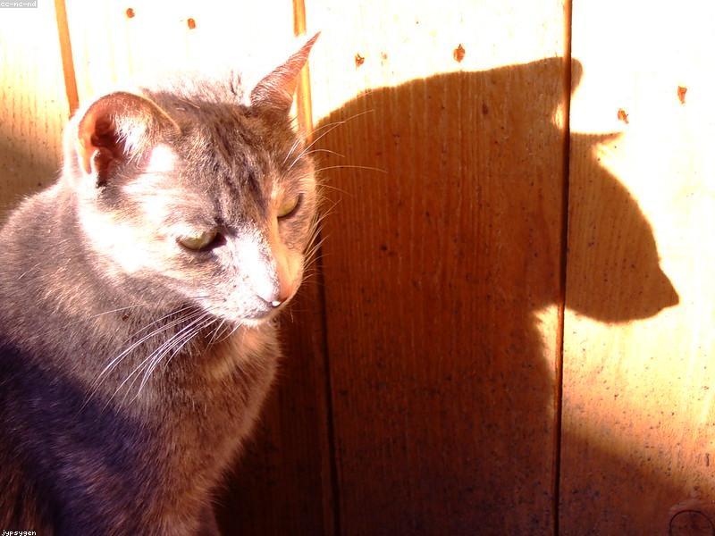 Adult Indoor Cat