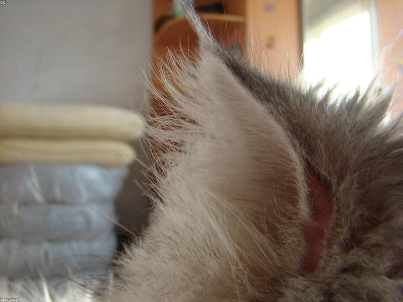 Cat & Kitten