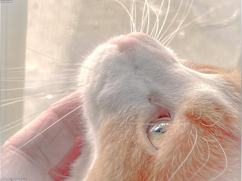 Why Do Cats Purr? The Science Behind the Rumble