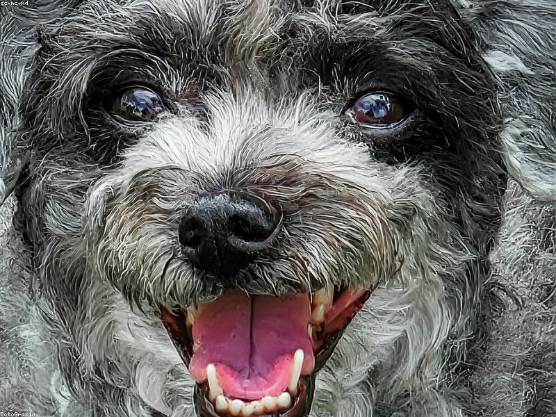 How Dogs Smell: A Nose Up to 100,000 Times More Sensitive