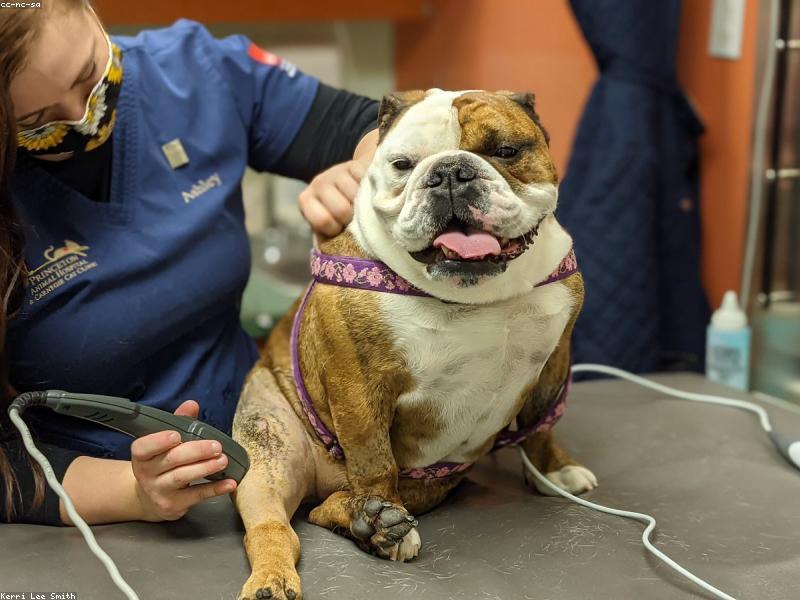 The Microchip Mystery: How Lost Pets Find Their Way Home