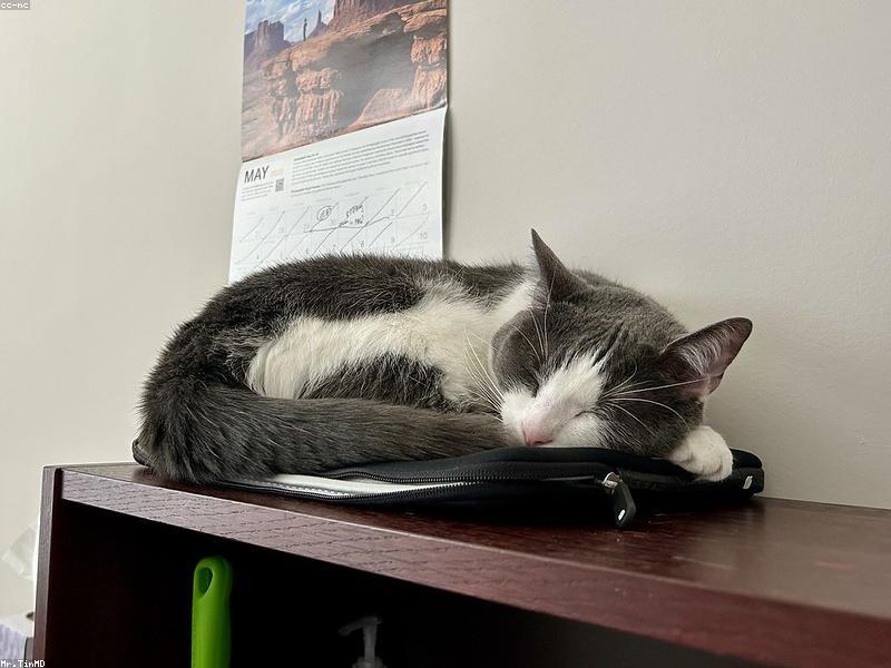 Understanding Pet Sleep Cycles