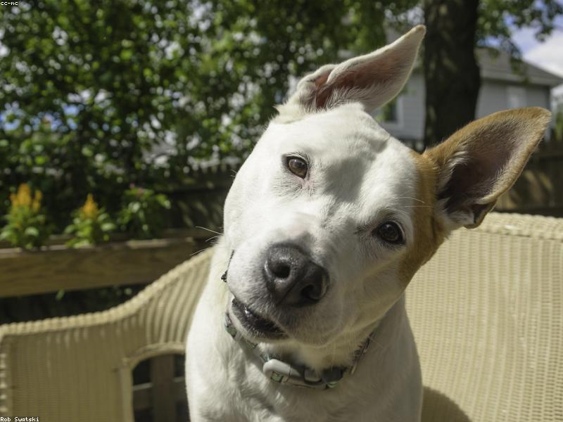 Why Do Dogs Tilt Their Heads?