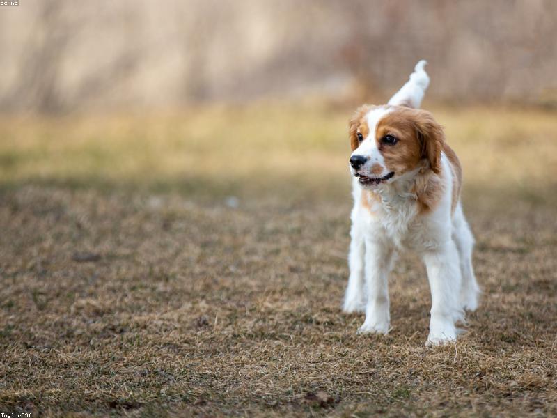 Cute Puppies Compilation