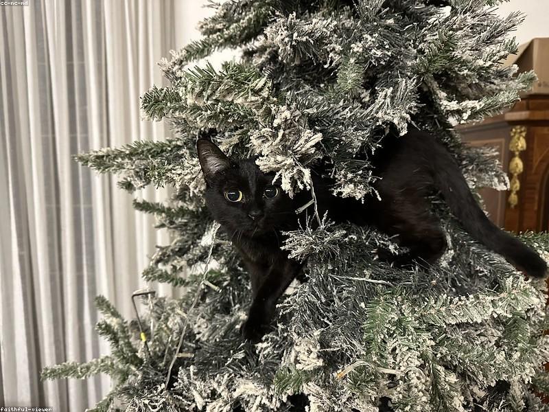 Funny Cats Being Cats