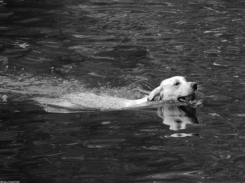 Golden Retriever Playing Fetch