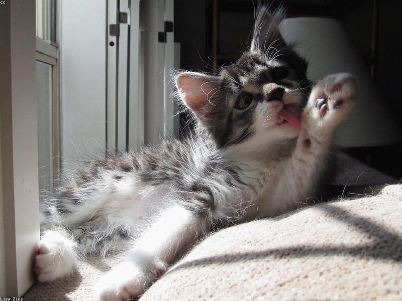 Kitten First Bath