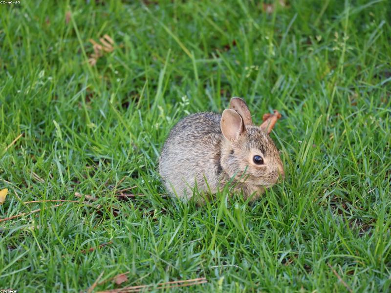 Rabbits Eating Cute